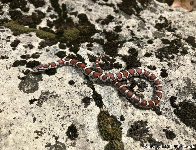 Red Milksnake (Lampropeltis triangulum syspila)