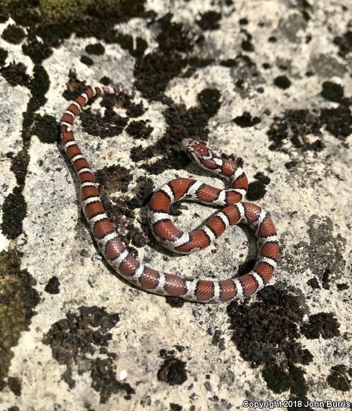 Red Milksnake (Lampropeltis triangulum syspila)