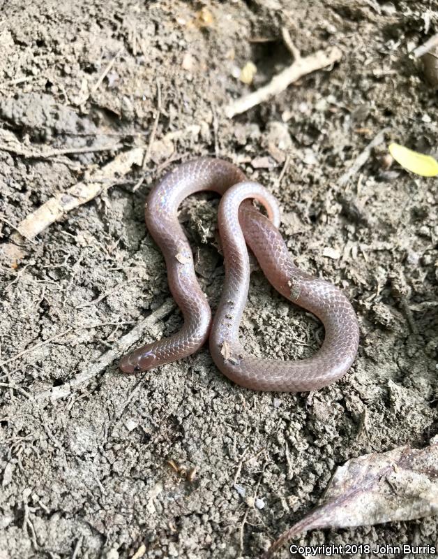 Midwestern Wormsnake (Carphophis amoenus helenae)