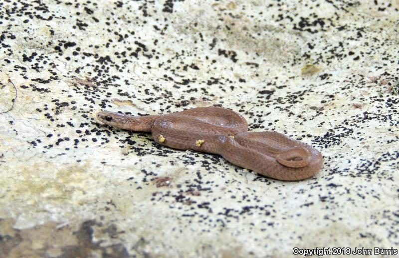 Western Smooth Earthsnake (Virginia valeriae elegans)