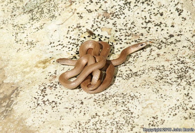 Western Smooth Earthsnake (Virginia valeriae elegans)