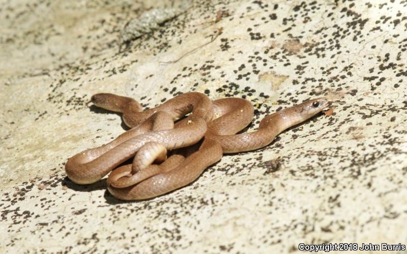 Western Smooth Earthsnake (Virginia valeriae elegans)