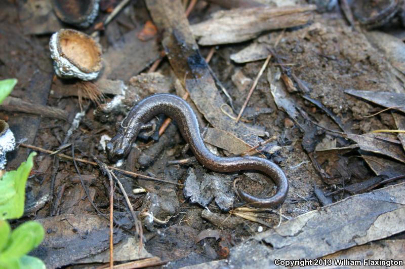 Channel Islands Slender Salamander (Batrachoseps pacificus)