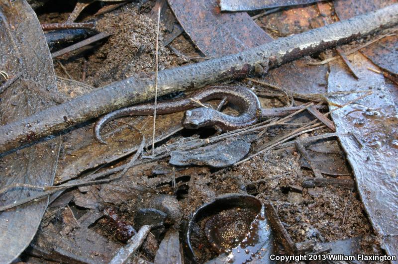 Channel Islands Slender Salamander (Batrachoseps pacificus)