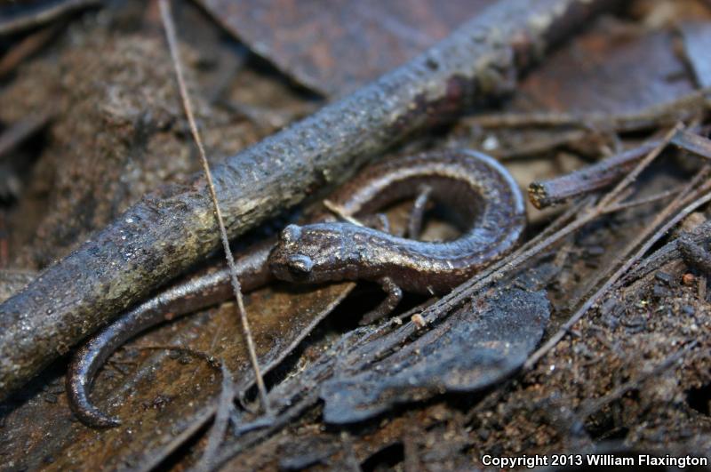 Channel Islands Slender Salamander (Batrachoseps pacificus)