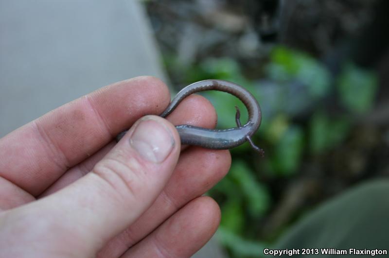 Channel Islands Slender Salamander (Batrachoseps pacificus)