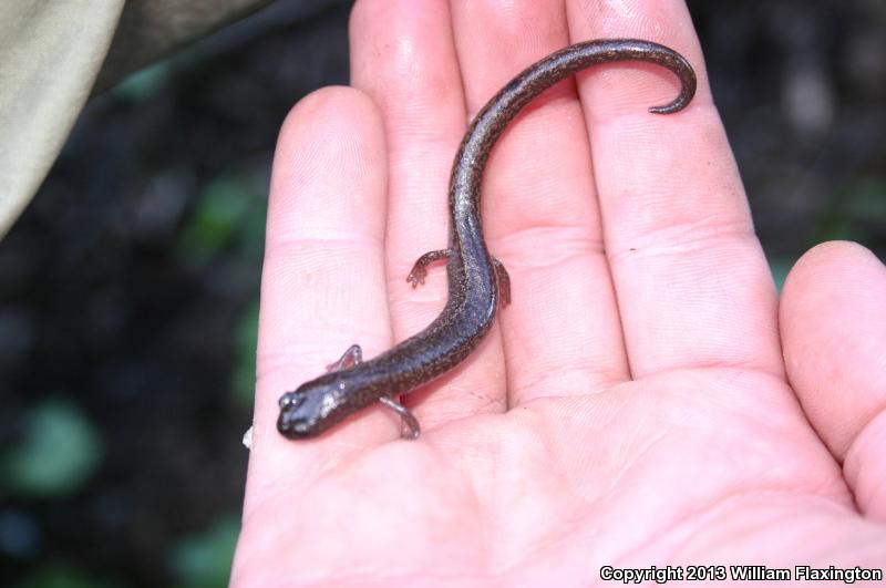 Channel Islands Slender Salamander (Batrachoseps pacificus)