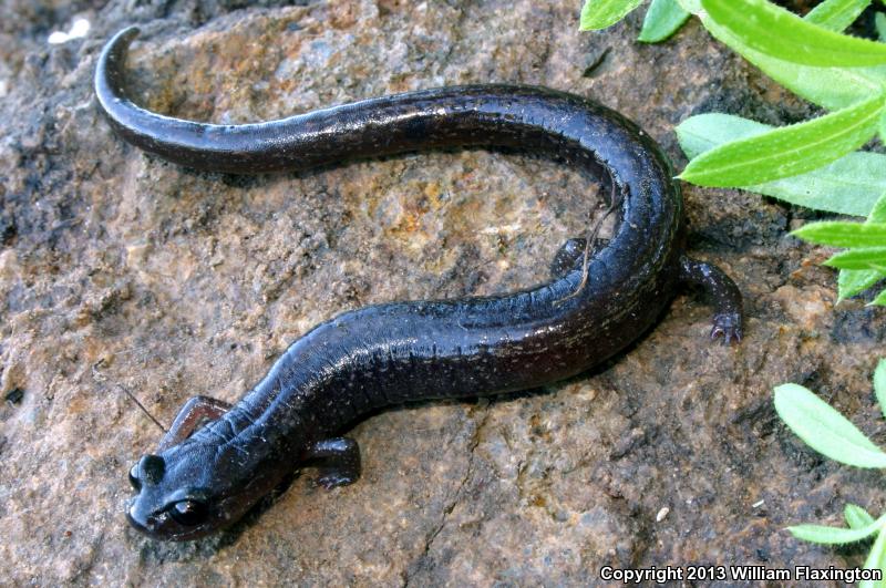 Channel Islands Slender Salamander (Batrachoseps pacificus)