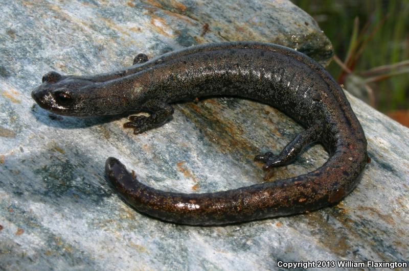 Kern Plateau Salamander (Batrachoseps robustus)