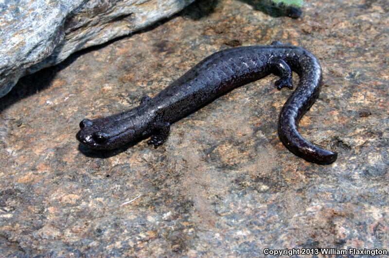 Kern Plateau Salamander (Batrachoseps robustus)