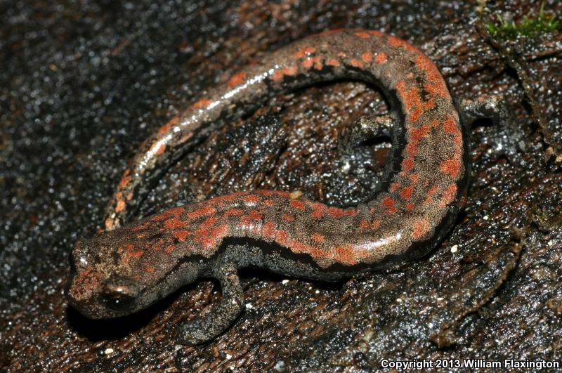 Kern Plateau Salamander (Batrachoseps robustus)