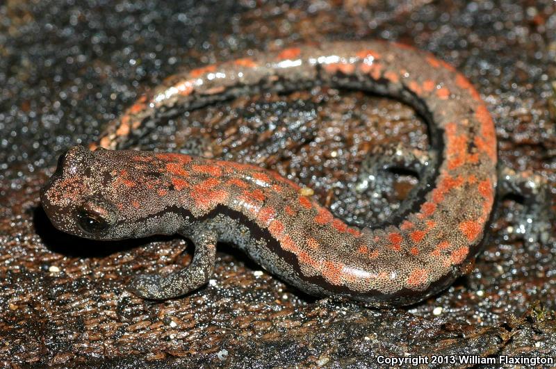 Kern Plateau Salamander (Batrachoseps robustus)