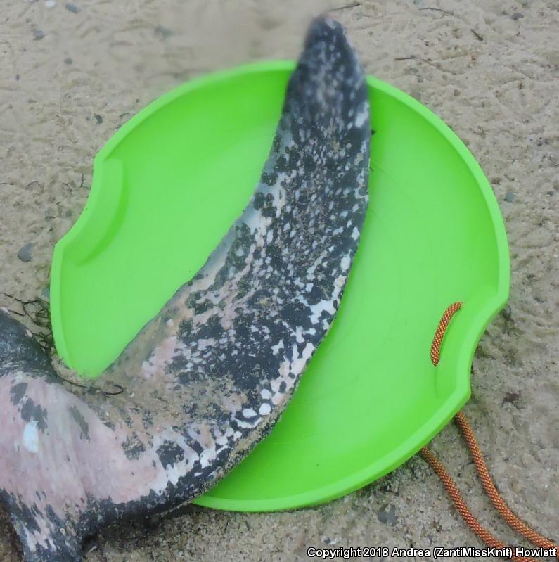 Leatherback Sea Turtle (Dermochelys coriacea)
