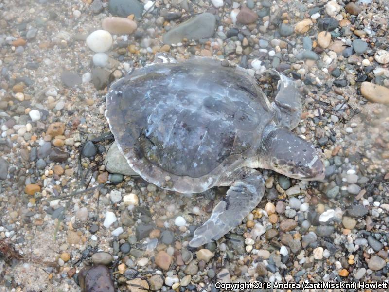 Kemp's Ridley Sea Turtle (Lepidochelys kempii)