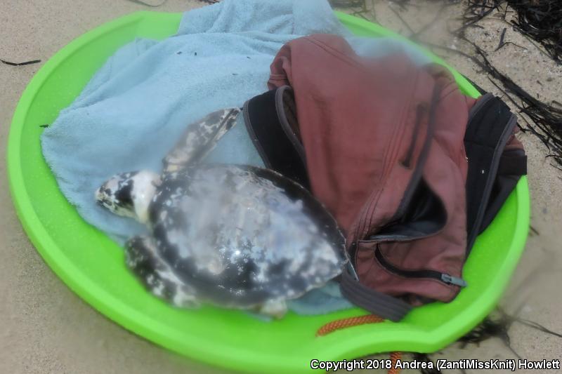 Kemp's Ridley Sea Turtle (Lepidochelys kempii)