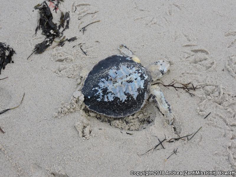 Kemp's Ridley Sea Turtle (Lepidochelys kempii)