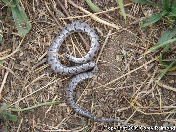 Yellow-bellied Kingsnake (Lampropeltis calligaster)