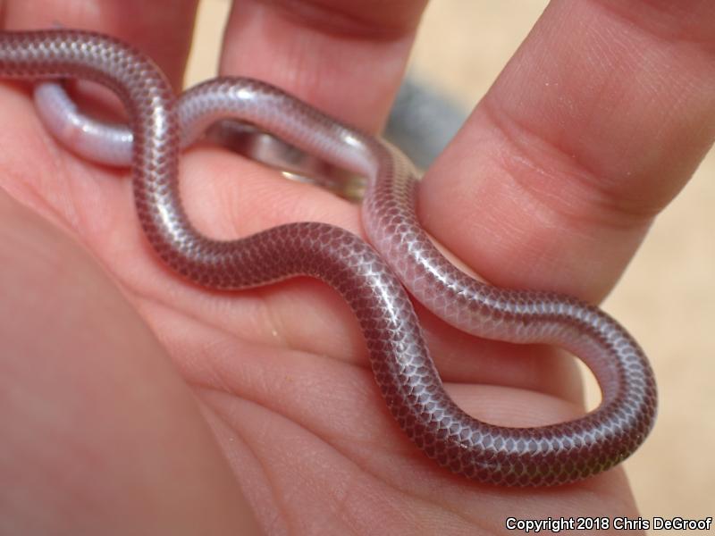 SouthWestern Threadsnake (Leptotyphlops humilis humilis)