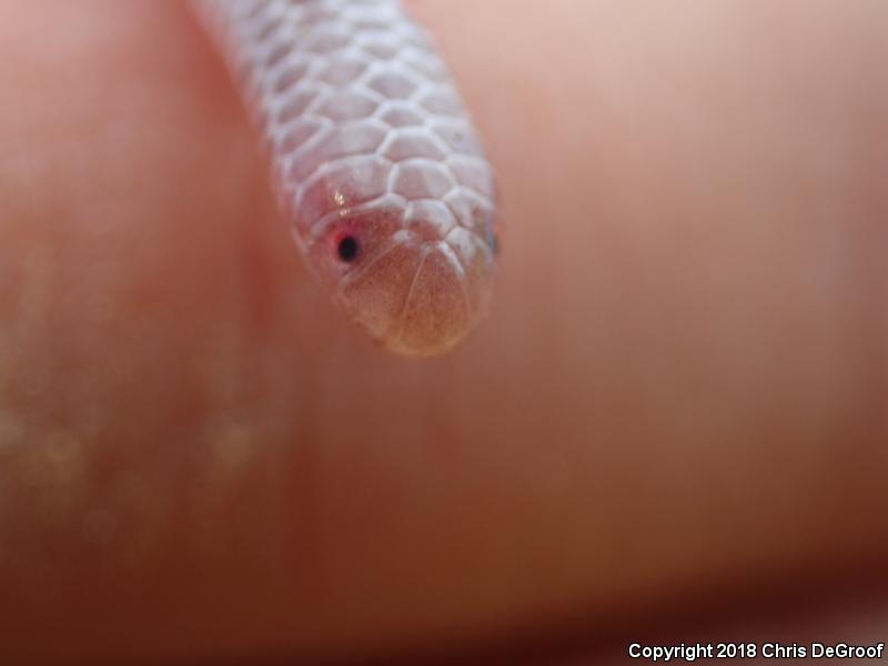 SouthWestern Threadsnake (Leptotyphlops humilis humilis)