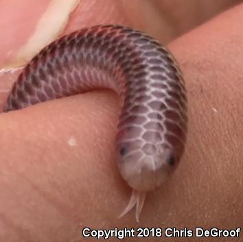 SouthWestern Threadsnake (Leptotyphlops humilis humilis)