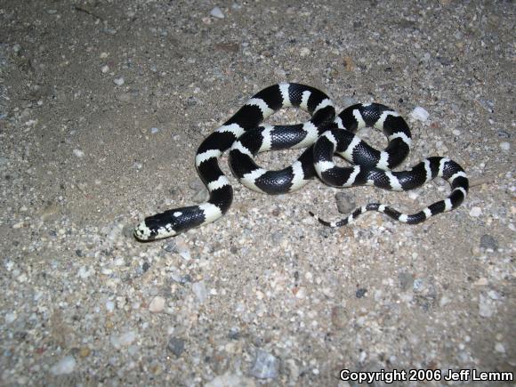 California Kingsnake (Lampropeltis getula californiae)