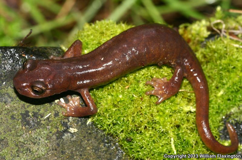 Limestone Salamander (Hydromantes brunus)