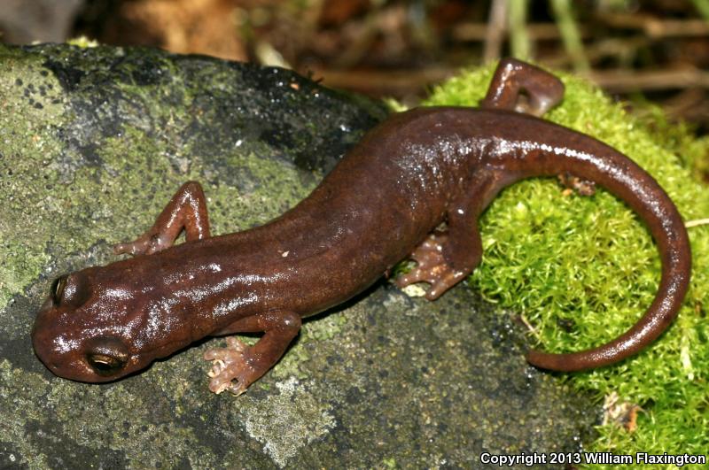 Limestone Salamander (Hydromantes brunus)