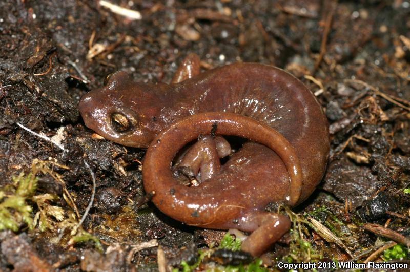 Limestone Salamander (Hydromantes brunus)