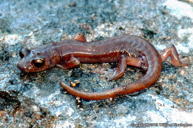 Limestone Salamander (Hydromantes brunus)