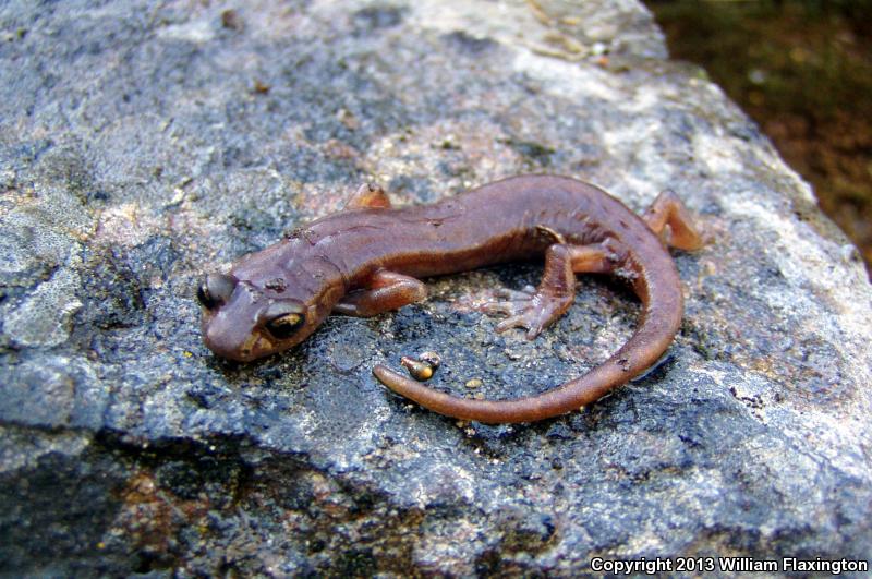 Limestone Salamander (Hydromantes brunus)