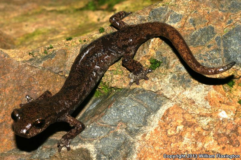 Shasta Salamander (Hydromantes shastae)