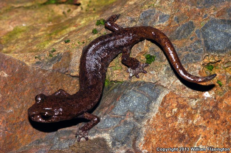 Shasta Salamander (Hydromantes shastae)