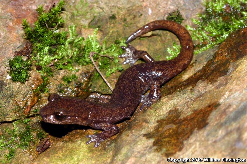 Shasta Salamander (Hydromantes shastae)