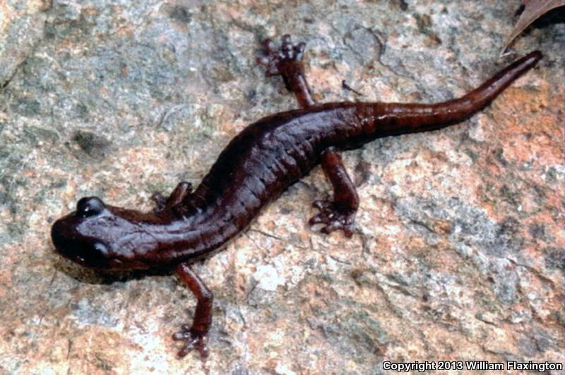 Shasta Salamander (Hydromantes shastae)