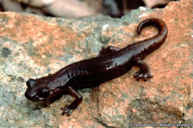 Shasta Salamander (Hydromantes shastae)