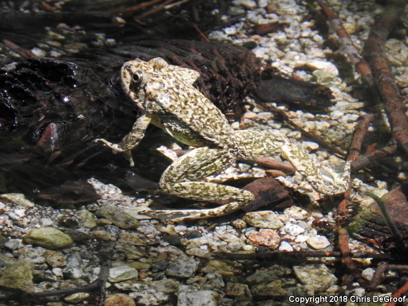 Southern Mountain Yellow-legged Frog (Rana muscosa)