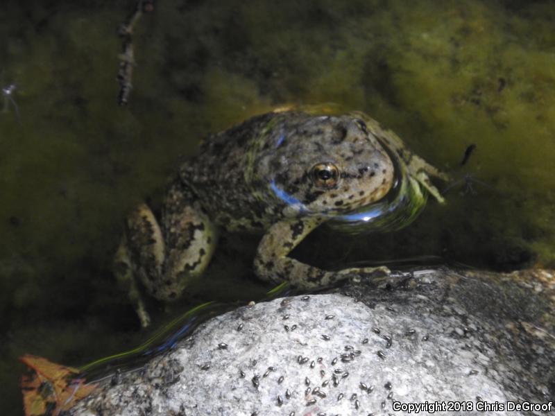 Southern Mountain Yellow-legged Frog (Rana muscosa)