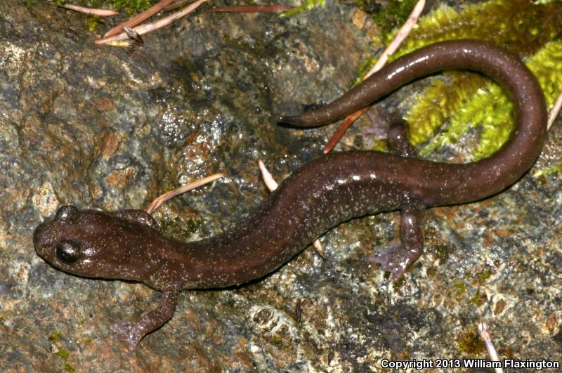 Scott Bar Salamander (Plethodon asupak)