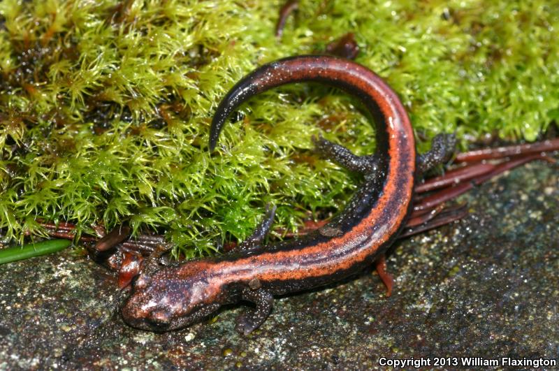 Scott Bar Salamander (Plethodon asupak)
