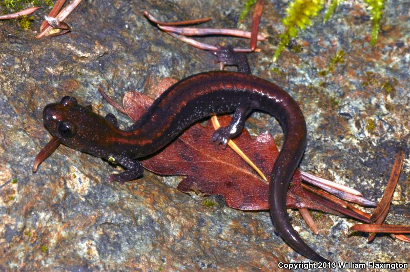 Scott Bar Salamander (Plethodon asupak)