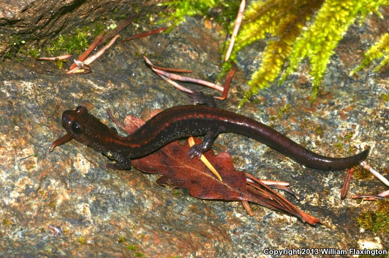 Scott Bar Salamander (Plethodon asupak)