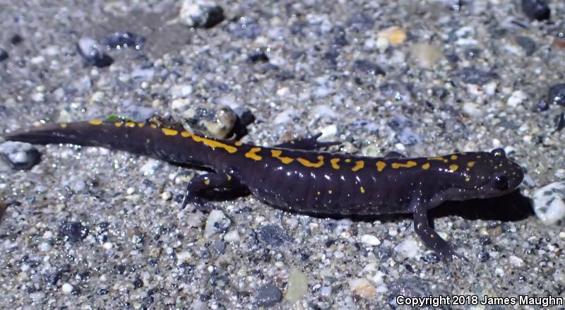 Santa Cruz Long-toed Salamander (Ambystoma macrodactylum croceum)