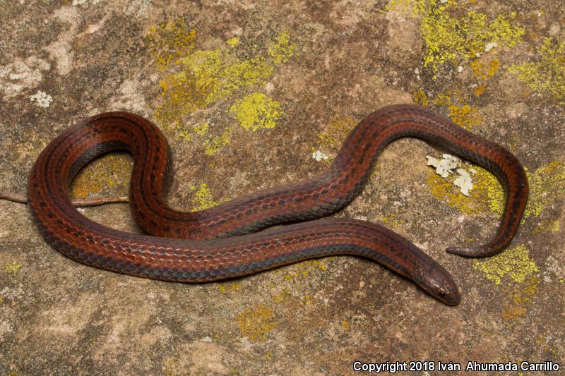 Middle American Earth Snakes (Adelphicos)
