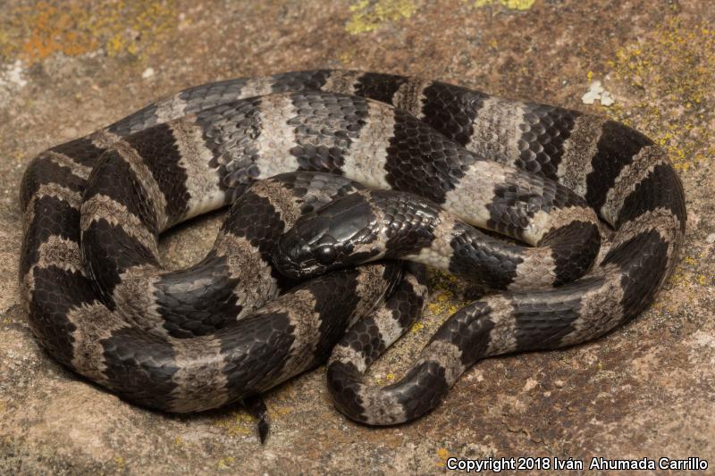 Fischer's Snail-eating Snake (Tropidodipsas fischeri)