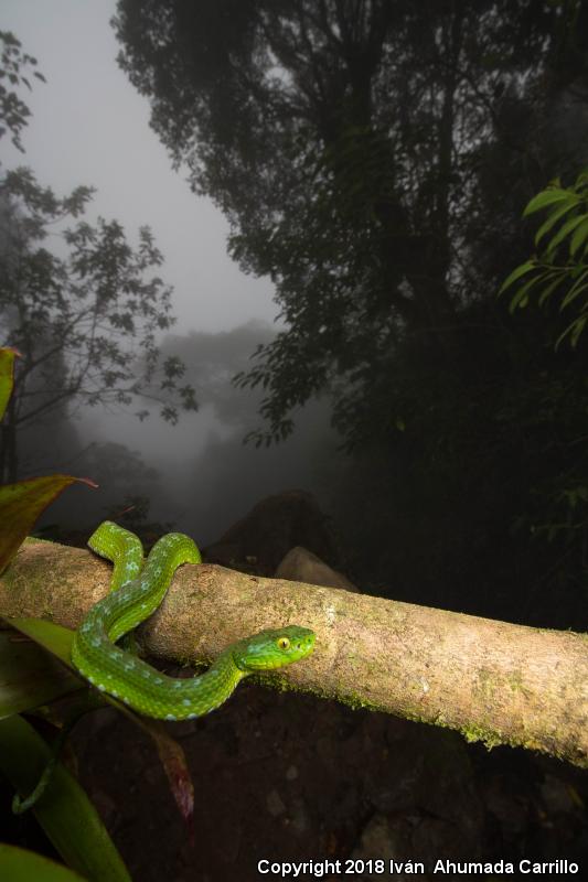 Rowley's Palm-pitviper (Bothriechis rowleyi)