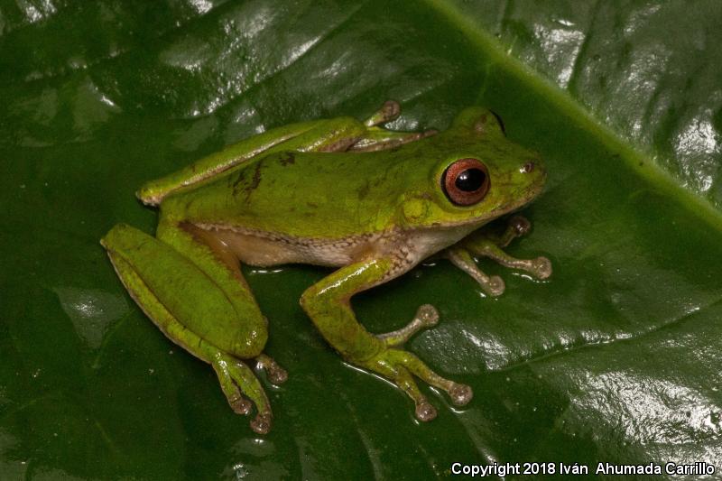 Small-eared Treefrog (Ecnomiohyla miotympanum)