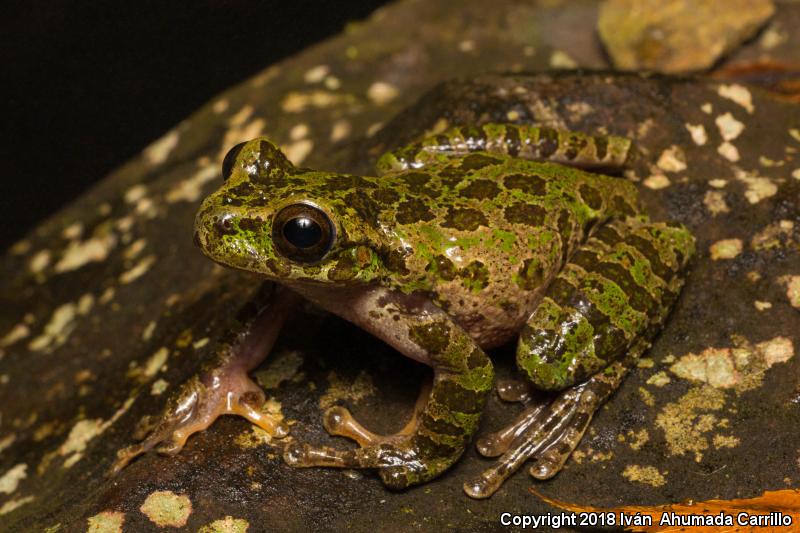 Fairy Treefrog (Charadrahyla chaneque)