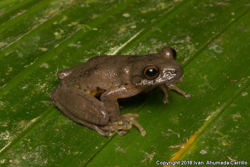 Cloud Forest Stream Frog (Ptychohyla euthysanota)