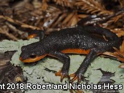 Red-bellied Newt (Taricha rivularis)