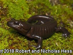 Northwestern Salamander (Ambystoma gracile)